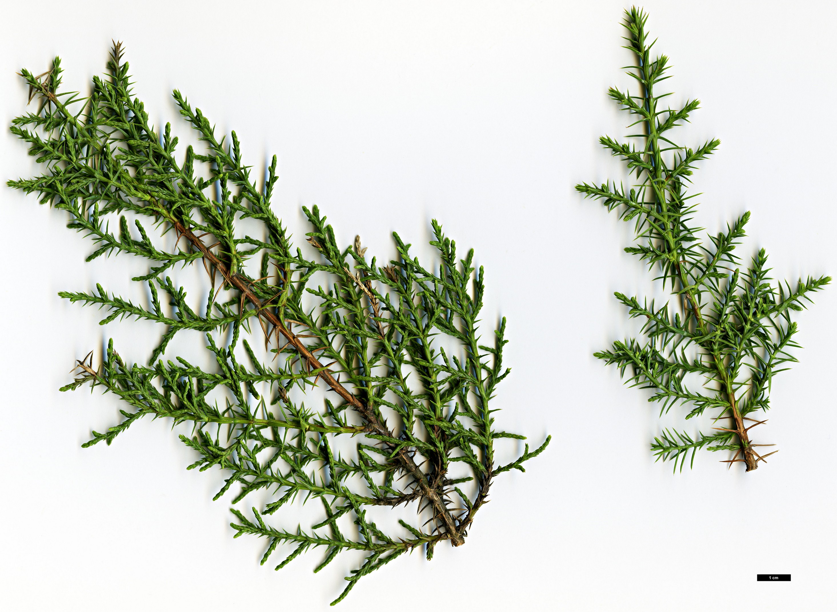 High resolution image: Family: Cupressaceae - Genus: Juniperus - Taxon: monosperma